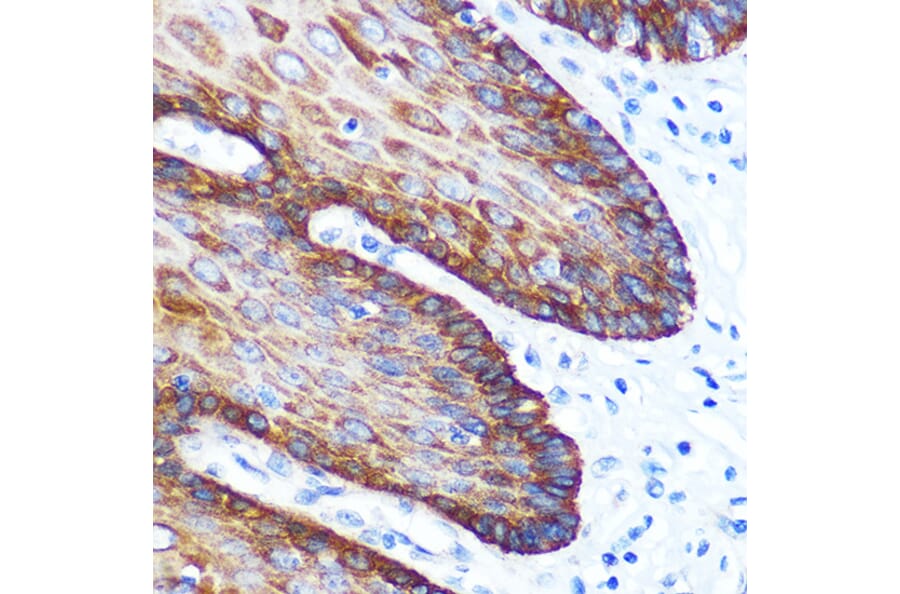 Immunohistochemistry - Anti-GM130 Antibody [ARC0589] (A308003) - Antibodies.com
