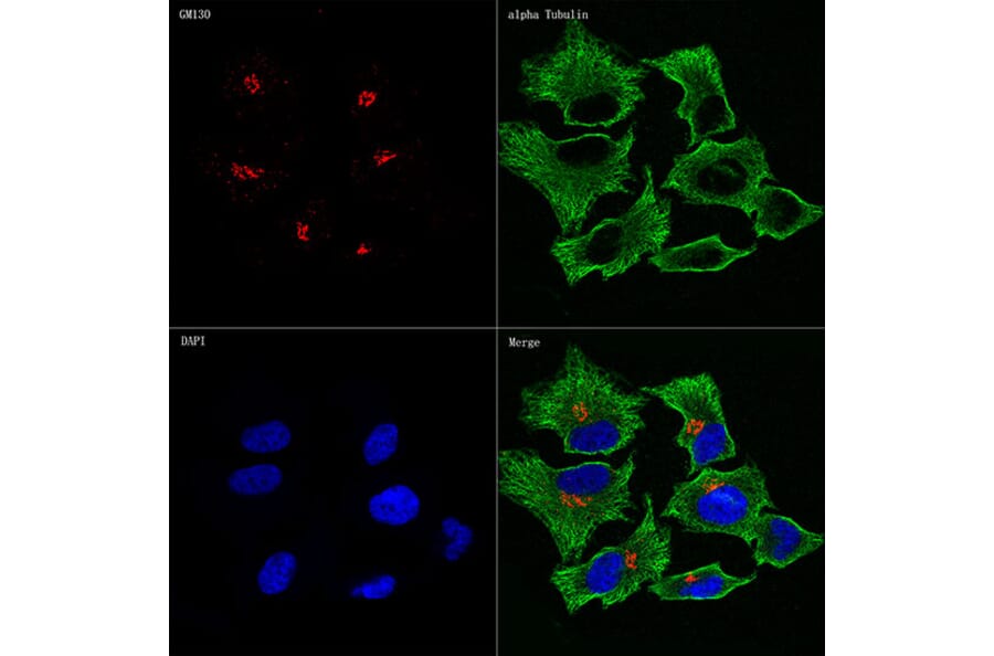Immunofluorescence - Anti-GM130 Antibody [ARC0589] (A308003) - Antibodies.com