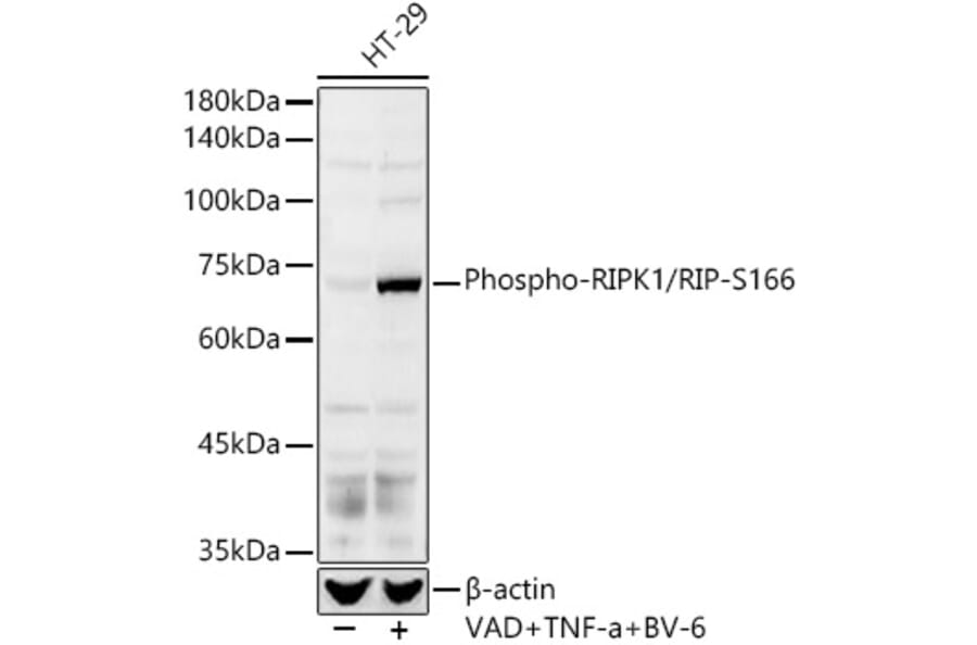 Western Blot - Anti-RIP (phospho Ser166) Antibody (A308005) - Antibodies.com