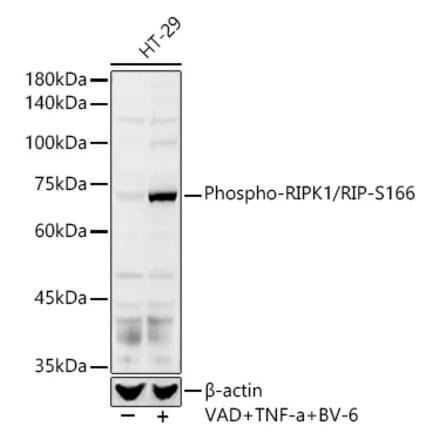Western Blot - Anti-RIP (phospho Ser166) Antibody (A308005) - Antibodies.com