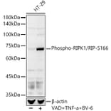 Western Blot - Anti-RIP (phospho Ser166) Antibody (A308005) - Antibodies.com
