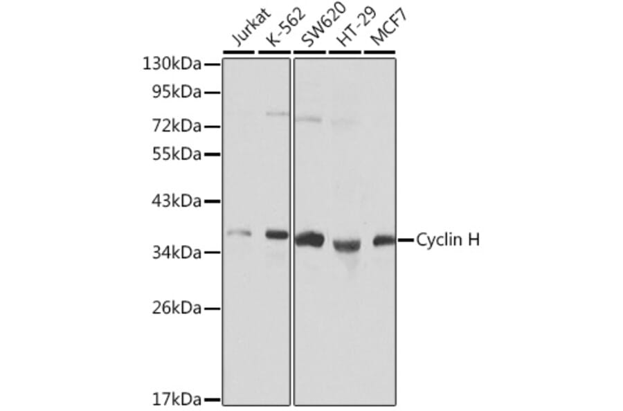 Western Blot - Anti-Cyclin H/p34 Antibody (A308009) - Antibodies.com
