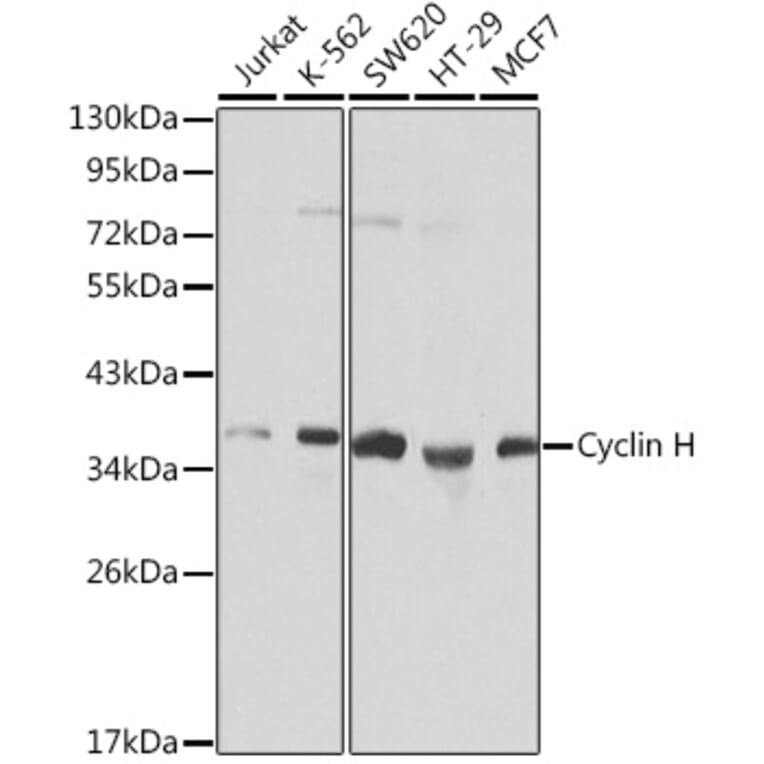 Western Blot - Anti-Cyclin H/p34 Antibody (A308009) - Antibodies.com