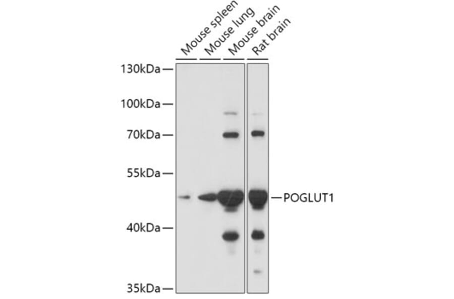 Western Blot - Anti-POGLUT1 Antibody (A308011) - Antibodies.com