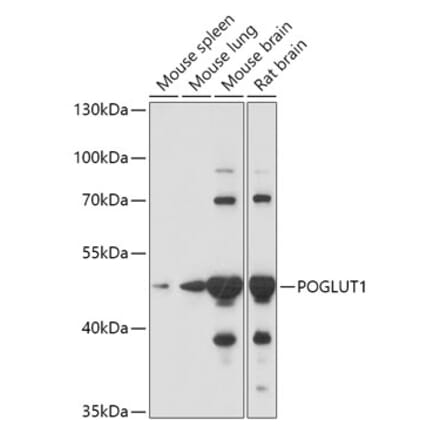 Western Blot - Anti-POGLUT1 Antibody (A308011) - Antibodies.com