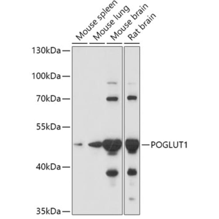 Western Blot - Anti-POGLUT1 Antibody (A308011) - Antibodies.com