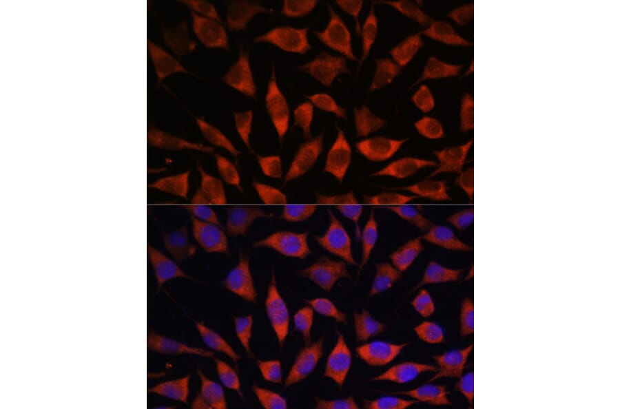 Immunofluorescence - Anti-POGLUT1 Antibody (A308011) - Antibodies.com