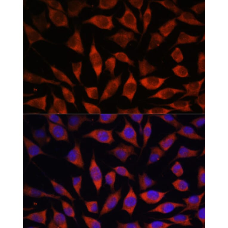 Immunofluorescence - Anti-POGLUT1 Antibody (A308011) - Antibodies.com