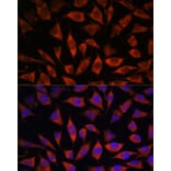 Immunofluorescence - Anti-POGLUT1 Antibody (A308011) - Antibodies.com