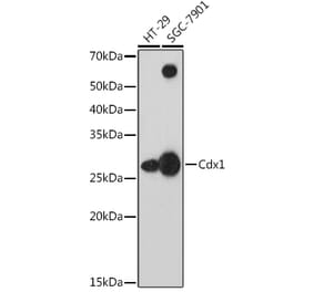 Western Blot - Anti-Cdx1 Antibody [ARC1627] (A308014) - Antibodies.com