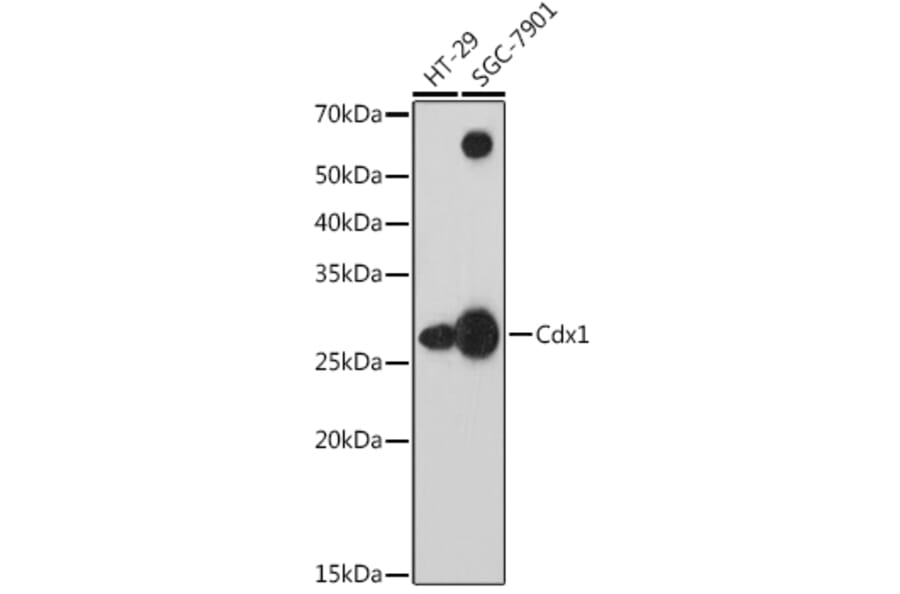Western Blot - Anti-Cdx1 Antibody [ARC1627] (A308014) - Antibodies.com