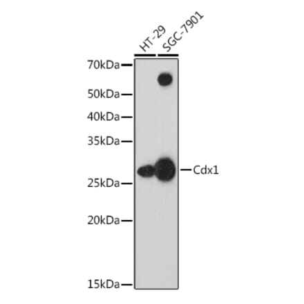 Western Blot - Anti-Cdx1 Antibody [ARC1627] (A308014) - Antibodies.com