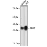 Western Blot - Anti-CDX2 Antibody [ARC0450] (A308015) - Antibodies.com
