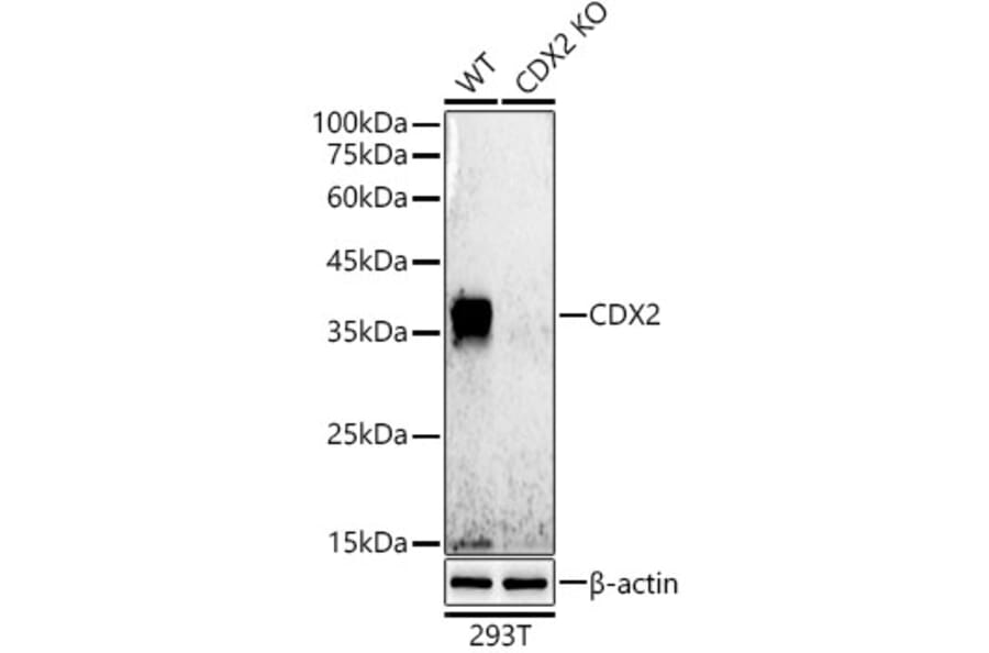 Western Blot - Anti-CDX2 Antibody [ARC0450] (A308015) - Antibodies.com