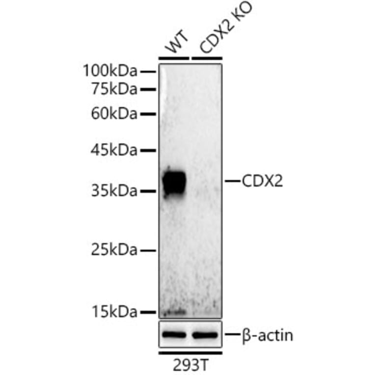 Western Blot - Anti-CDX2 Antibody [ARC0450] (A308015) - Antibodies.com
