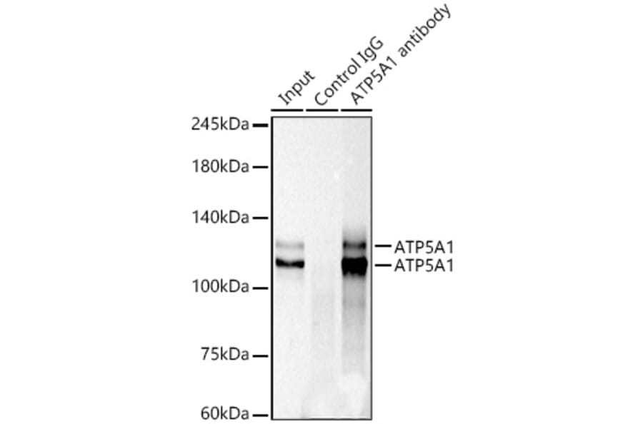 Western Blot - Anti-MKLP1 Antibody [ARC0335] (A308020) - Antibodies.com