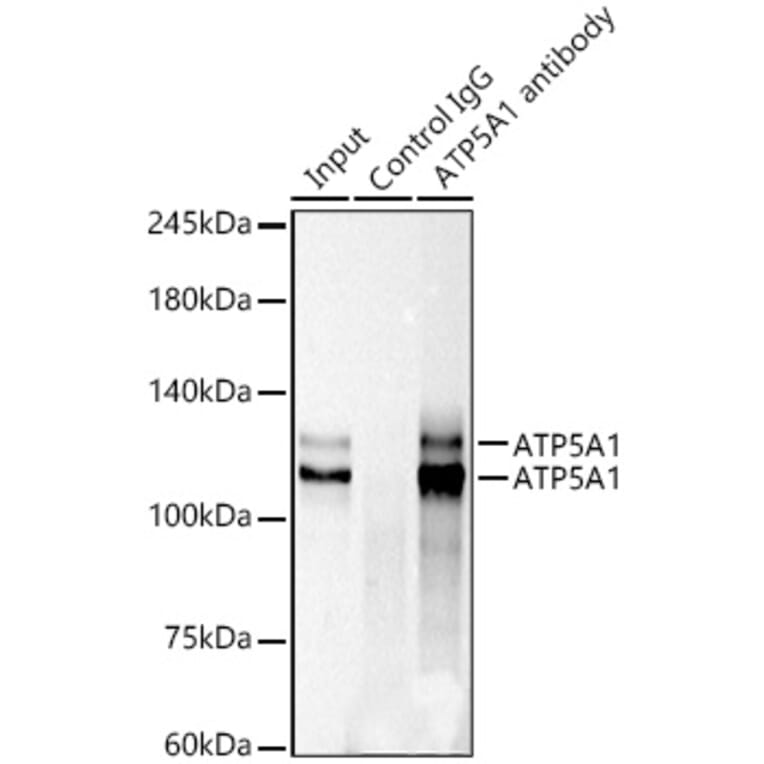 Western Blot - Anti-MKLP1 Antibody [ARC0335] (A308020) - Antibodies.com