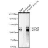 Western Blot - Anti-MKLP1 Antibody [ARC0335] (A308020) - Antibodies.com