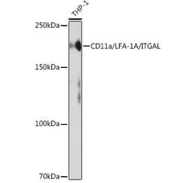 Western Blot - Anti-CD11a Antibody [ARC0344] (A308023) - Antibodies.com