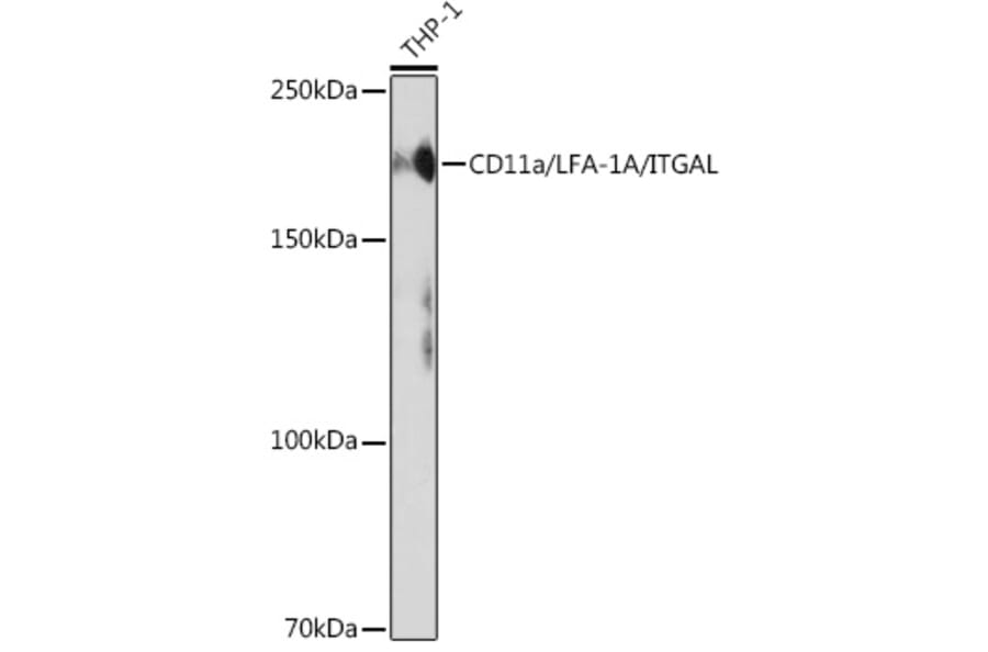 Western Blot - Anti-CD11a Antibody [ARC0344] (A308023) - Antibodies.com