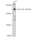 Western Blot - Anti-CD11a Antibody [ARC0344] (A308023) - Antibodies.com