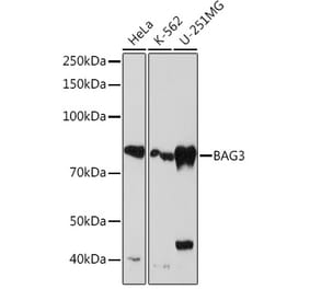 Western Blot - Anti-Bag3 Antibody [ARC1104] (A308026) - Antibodies.com