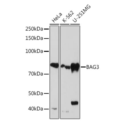 Western Blot - Anti-Bag3 Antibody [ARC1104] (A308026) - Antibodies.com