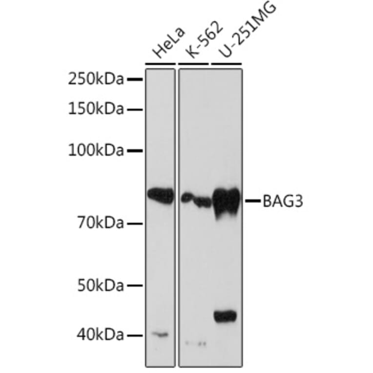 Western Blot - Anti-Bag3 Antibody [ARC1104] (A308026) - Antibodies.com