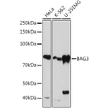 Western Blot - Anti-Bag3 Antibody [ARC1104] (A308026) - Antibodies.com