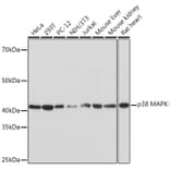 Western Blot - Anti-p38 alpha/MAPK14 Antibody [ARC0201] (A308027) - Antibodies.com