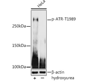 Western Blot - Anti-ATR (phospho Thr1989) Antibody (A308032) - Antibodies.com