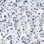 Immunohistochemistry - Anti-ATR (phospho Thr1989) Antibody (A308032) - Antibodies.com