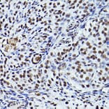 Immunohistochemistry - Anti-ATR (phospho Thr1989) Antibody (A308032) - Antibodies.com
