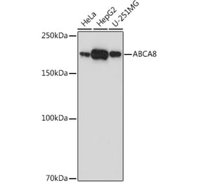 Western Blot - Anti-ABCA8 Antibody (A308033) - Antibodies.com