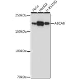 Western Blot - Anti-ABCA8 Antibody (A308033) - Antibodies.com