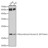 Western Blot - Anti-IL-18 Antibody (A308037) - Antibodies.com
