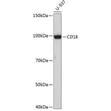 Western Blot - Anti-CD18 Antibody [ARC0400] (A308039) - Antibodies.com