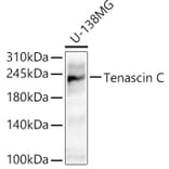 Western Blot - Anti-Tenascin C Antibody (A308041) - Antibodies.com