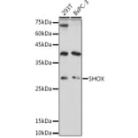 Western Blot - Anti-SHOX Antibody (A308043) - Antibodies.com