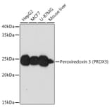 Western Blot - Anti-Peroxiredoxin 3/PRDX3 Antibody [ARC0747] (A308046) - Antibodies.com