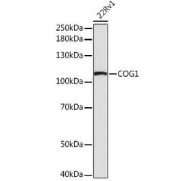 Western Blot - Anti-COG1 Antibody (A308047) - Antibodies.com