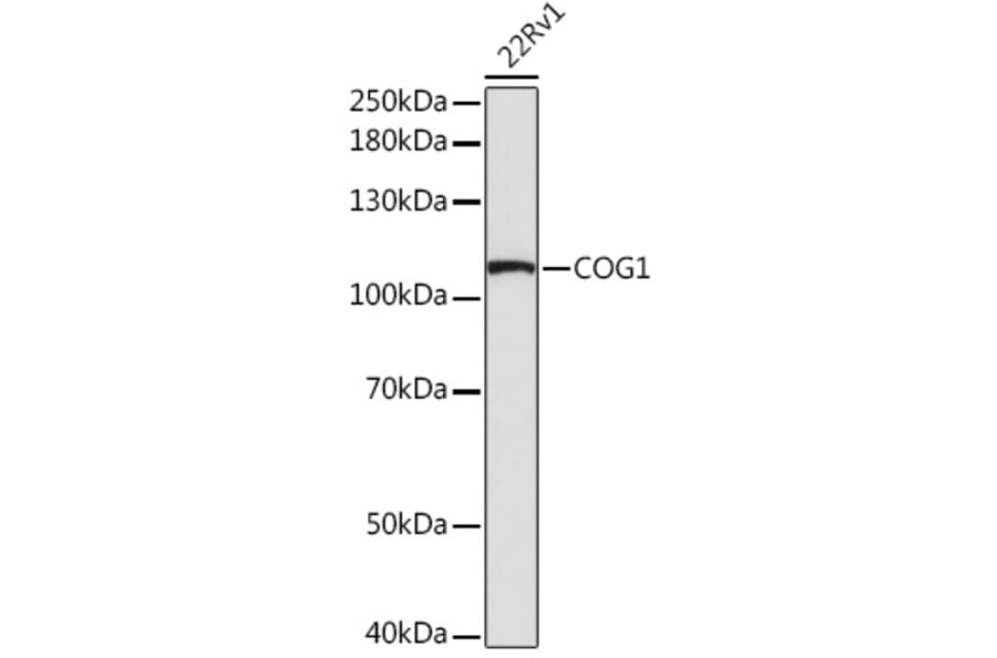 Western Blot - Anti-COG1 Antibody (A308047) - Antibodies.com