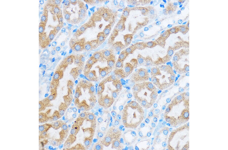 Immunohistochemistry - Anti-COG1 Antibody (A308047) - Antibodies.com