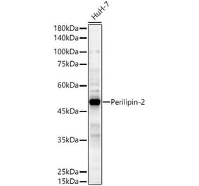Western Blot - Anti-ADFP Antibody (A308051) - Antibodies.com