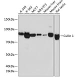 Western Blot - Anti-Cullin 1/CUL-1 Antibody [ARC0436] (A308053) - Antibodies.com