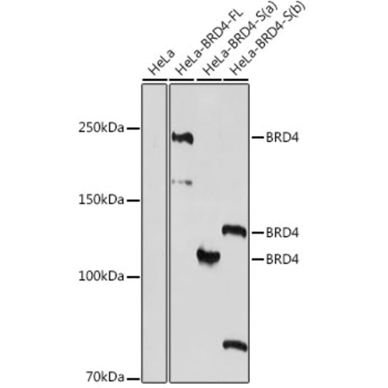 Western Blot - Anti-Brd4 Antibody (A308054) - Antibodies.com