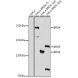 Western Blot - Anti-Brd4 Antibody (A308054) - Antibodies.com