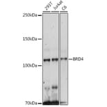 Western Blot - Anti-Brd4 Antibody (A308055) - Antibodies.com