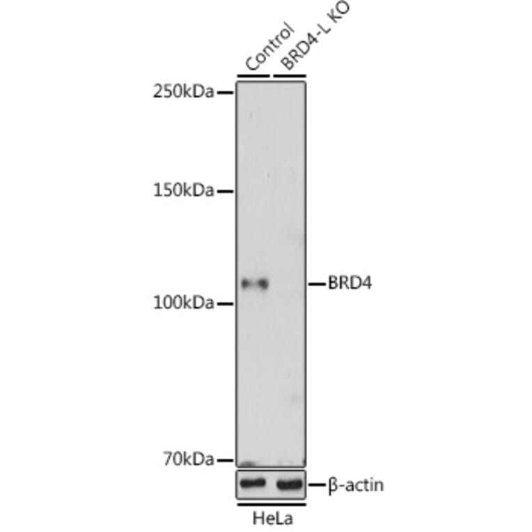 Western Blot - Anti-Brd4 Antibody (A308055) - Antibodies.com