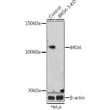 Western Blot - Anti-Brd4 Antibody (A308056) - Antibodies.com